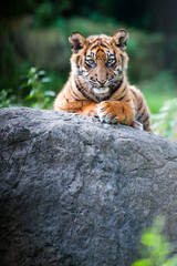 Ingelijste posters Meloenkleur Schattige Sumatraanse tijgerwelp  © Eric Gevaert