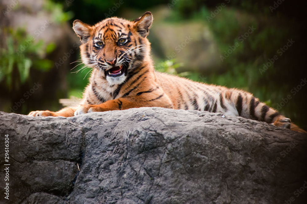 Naklejka premium Cute sumatran tiger cub