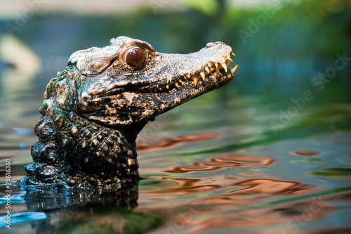 Принти на полотні Cuvier's dwarf caiman