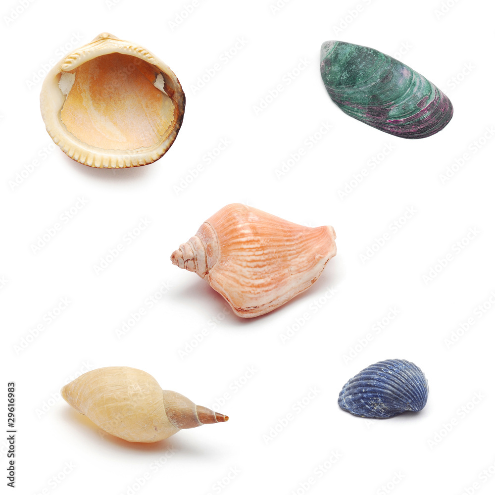 shells