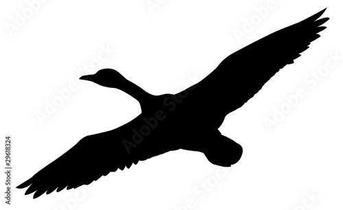 silhouette flying ducks on white background