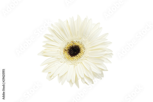 White flower Gerbera