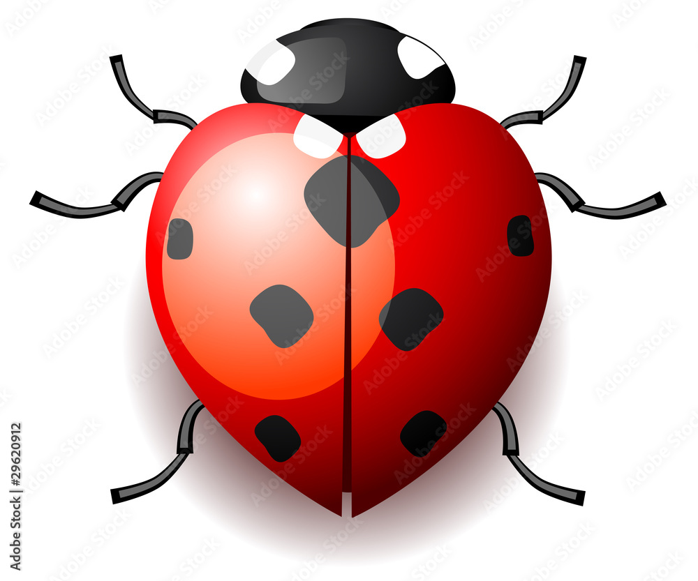 Obraz premium Heart form ladybird