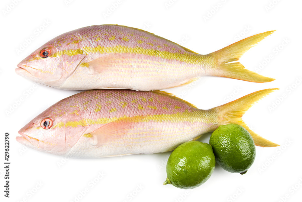 Raw Yellow Tail Snappers and Limes Isolated on White Raw Yellow Tail Snappers and Limes Isolated on White