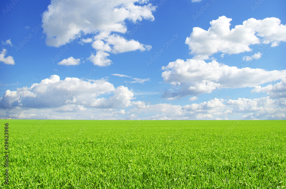 field field