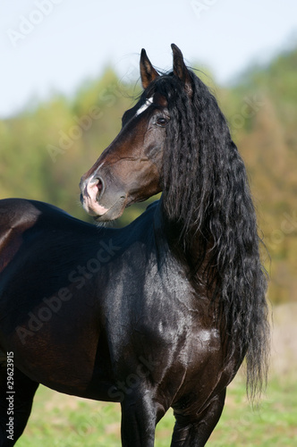 andalusian bay horse portrait in summer