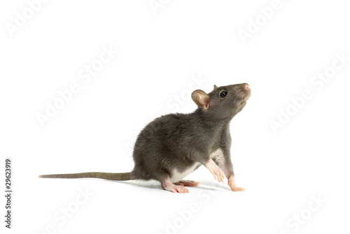 gray rat
