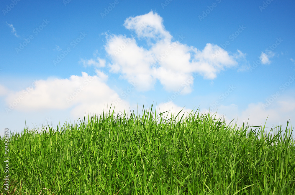 green grass on a sky background