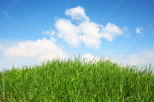 Fototapeta Naklejka Na Ścianę i Meble -  green grass on a sky background