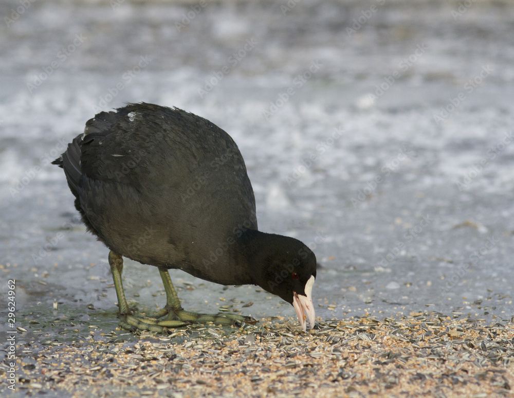 Obraz premium Common Coot on the ice