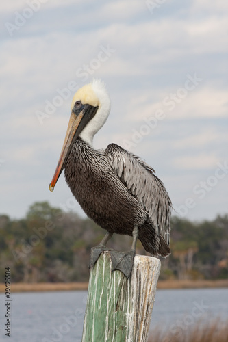 Pelican Resting On A Post