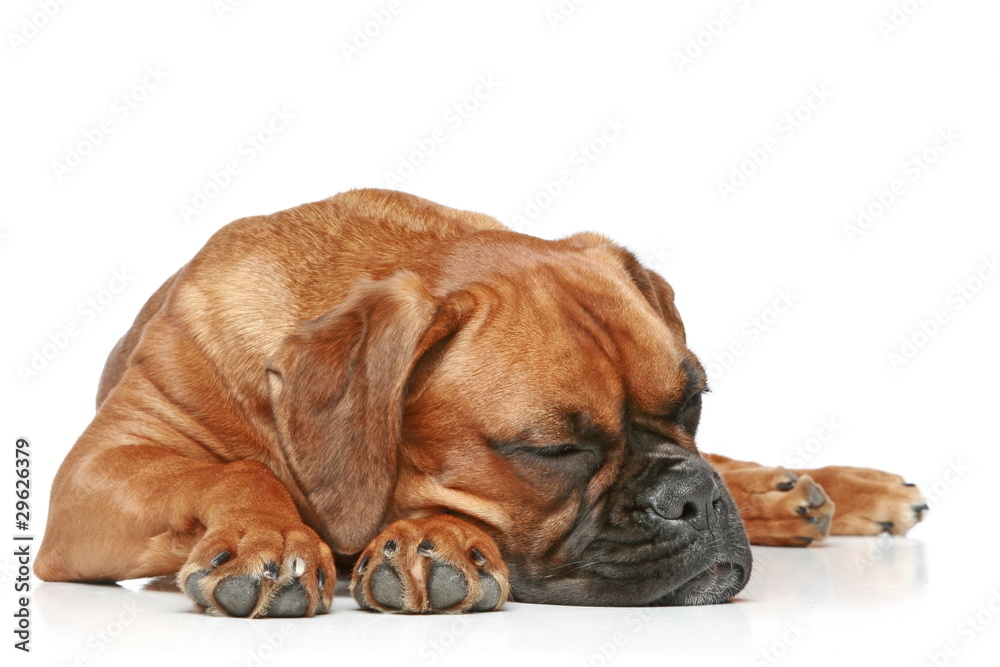 German Boxer puppy sleeping on a white background