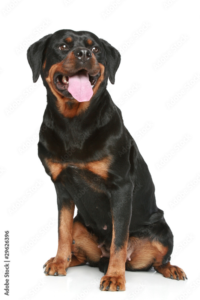 Rottweiler sits on a white background Rottweiler sits on a white background