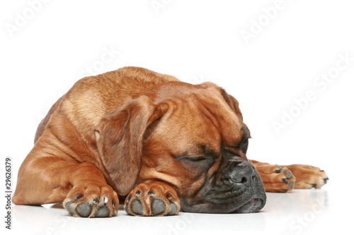 German Boxer puppy sleeping on a white background
