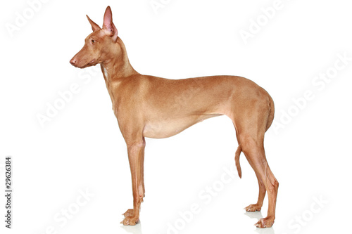 Fototapet Pharaoh Hound in a rack on a white background
