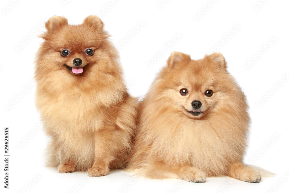 two Spitz puppies on a white background