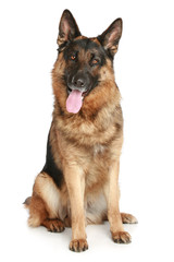 German Shepherd dog sitting on a white background