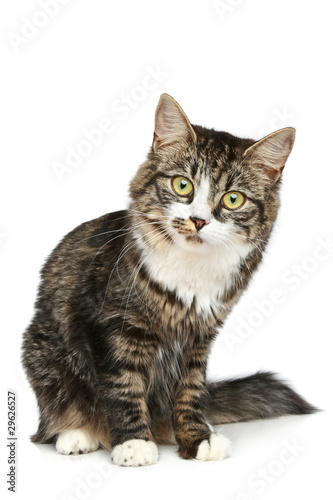 Striped kitten sits on a white background