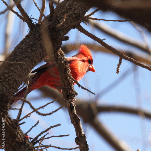 male cardinal (bird) in tree, winter