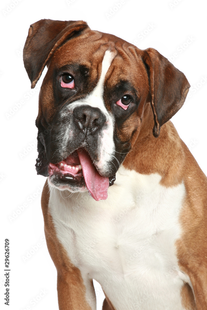 Boxer dog, close-up portrait on a white background