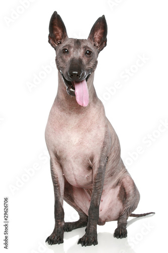 Canvas Print Peruvian hairless dog sits on a white background