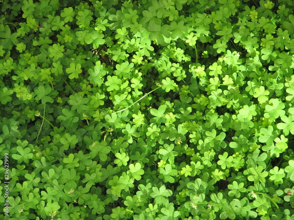 Obraz premium Clover leafs