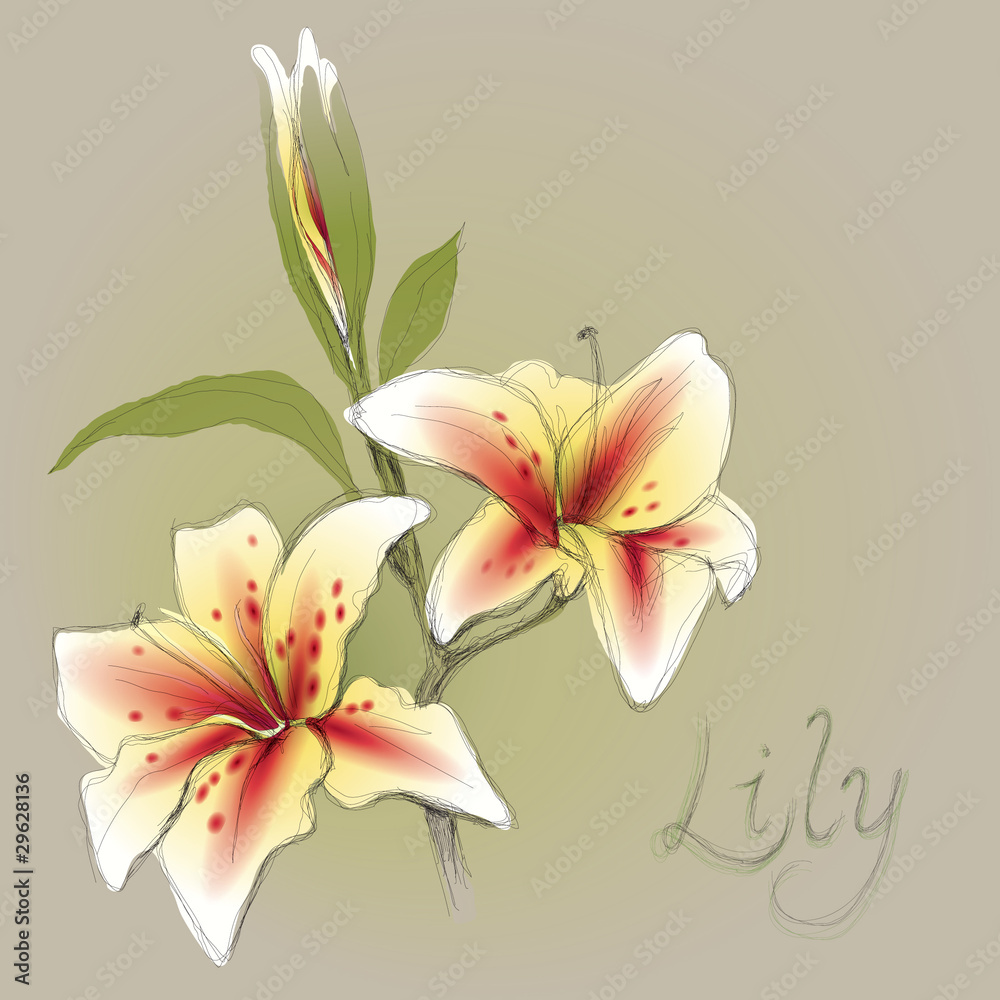Lily / Romantic background / realistic sketch (not auto-traced)