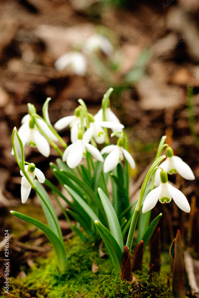 Fototapeta premium First snowdrop