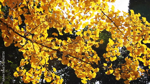 maidenhair tree leaves joggling in wind in autumn photo