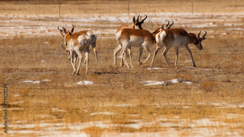 Antilope