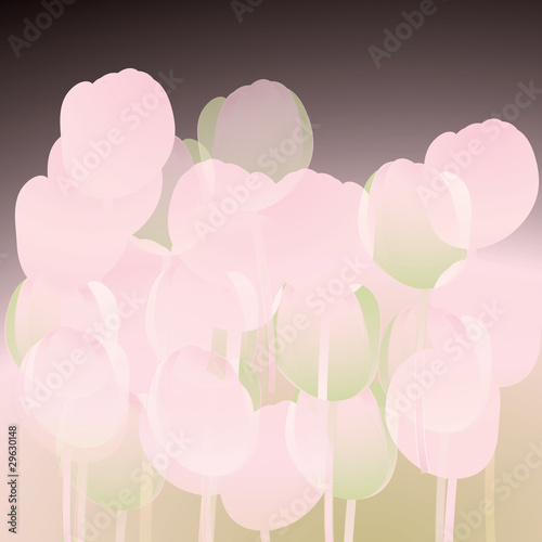 Flower background Tulip