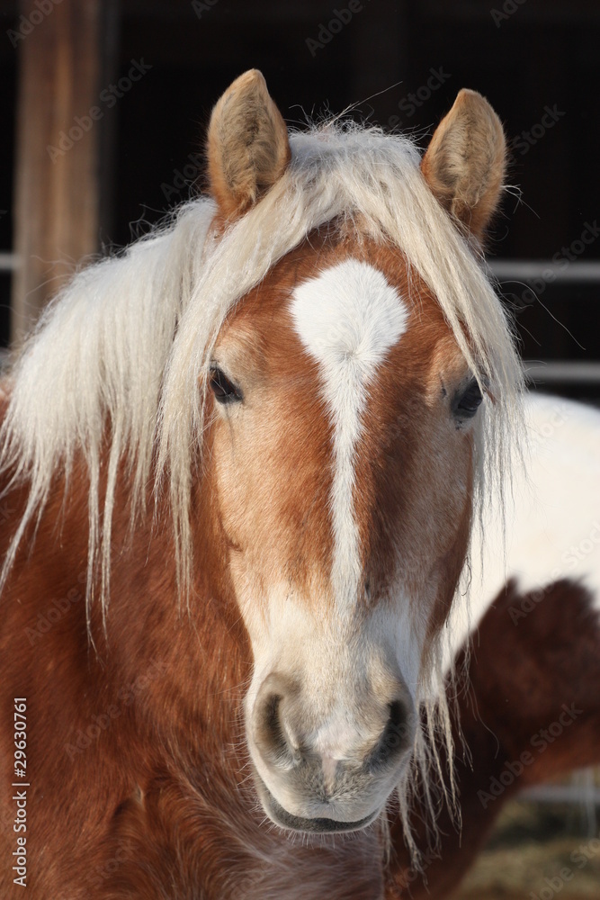 Obraz premium criniere blonde