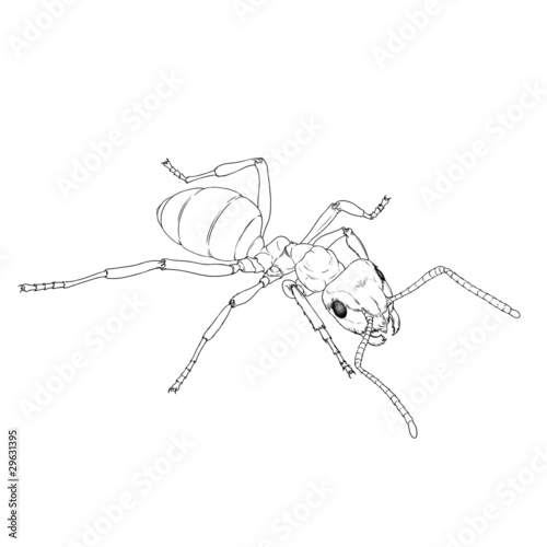 mrówka kontur
