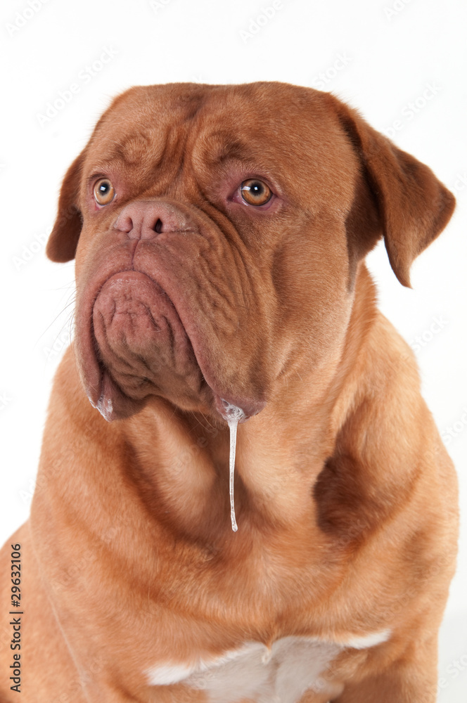 Dog of Dogue De Bordeaux breed with slobber looking aside Dog of Dogue De Bordeaux breed with slobber looking aside