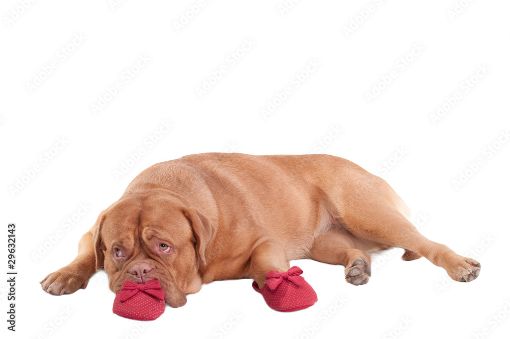 Obraz premium Missing puppy lying next to stylish red slippers of it's master