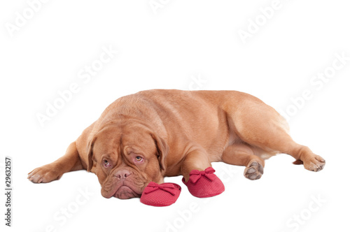 Trained puppy of french mastiff lying next to red slippers