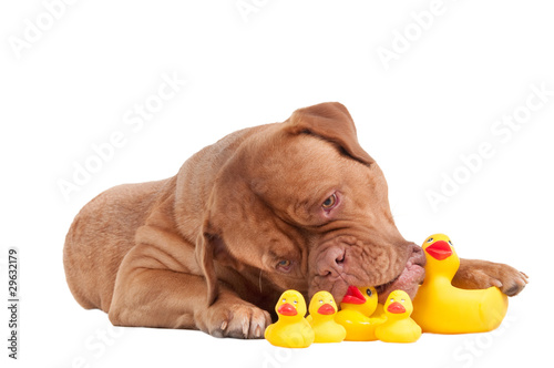 Dog of french mastiff breed playing with duck bath toys isolated