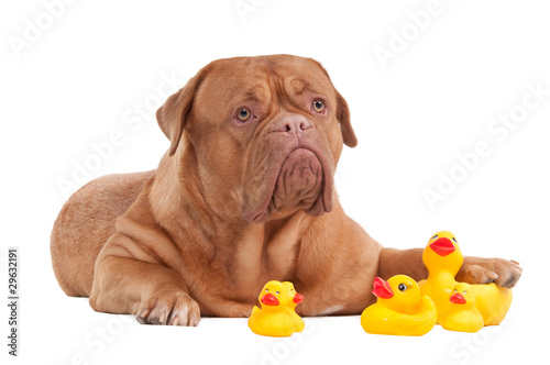 Valokuva Dogue De Bordeaux puppy playing with rubber yellow ducks