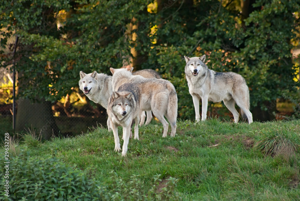 Naklejka premium Wolf (C. Lupus) pack