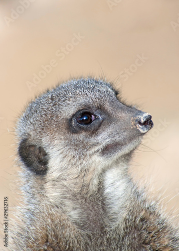 Portrait of a meerkat (S. Suricata) photo