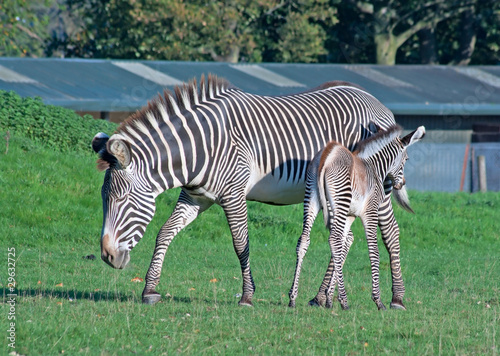 Grevy s zebra with foal