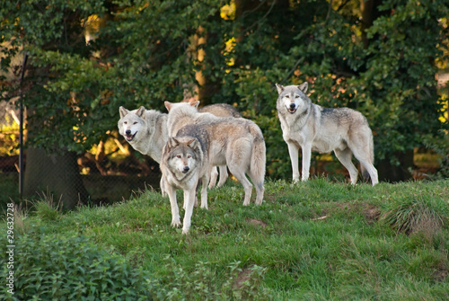 Wolf (C. Lupus) pack