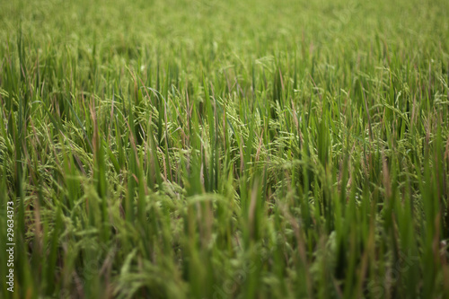 background of green leaves and grass