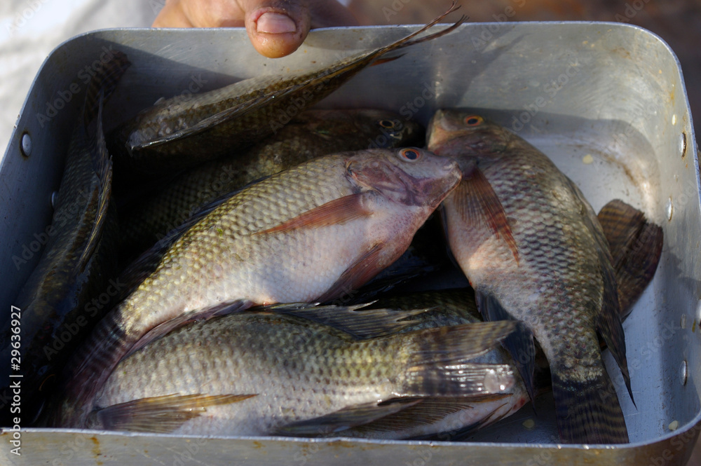 Poissons frais pêchés. Poissons frais pêchés.