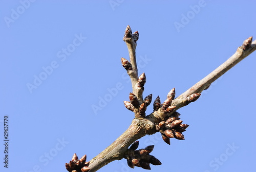 alle knospen springen auf 3 photo