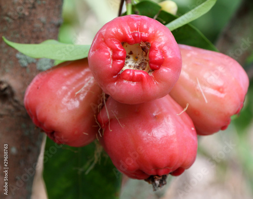 jamalac, syzygium samarangense, jambose photo