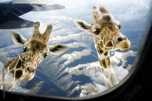 Hallo zwei Giraffen