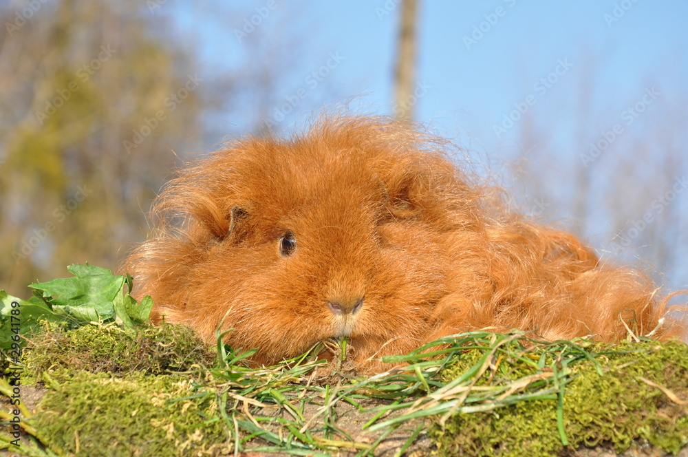 Cochon d'Inde texel bouclé rouge (fauve) portrait Cochon d'Inde texel bouclé rouge (fauve) portrait