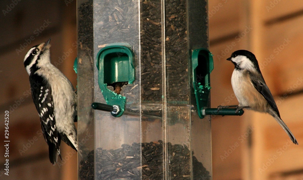 Fototapeta premium pic bois mesange