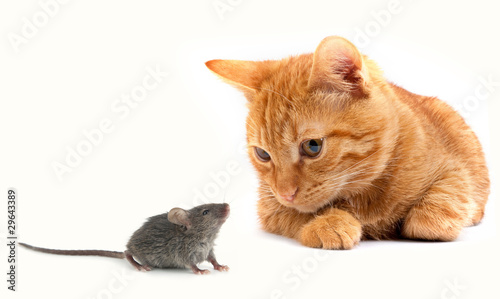 Mouse and cat